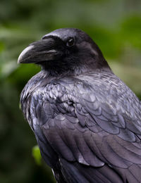 Close-up of a raven