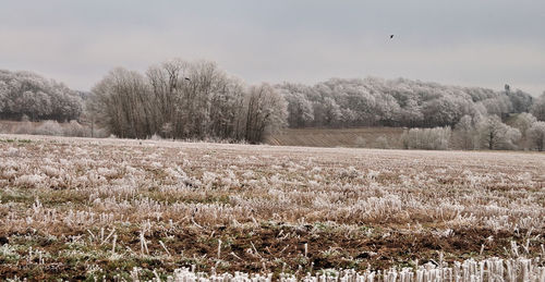 Scenic view of trees on field against sky