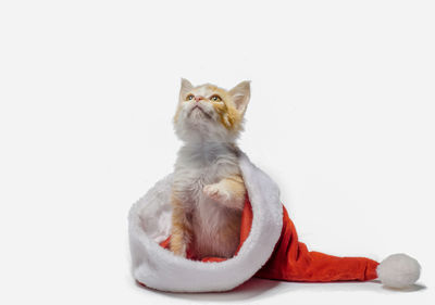 Portrait of cat against white background