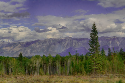 Scenic view of forest against sky