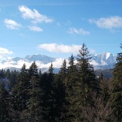 Pine trees on snowcapped mountains against sky