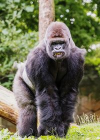 Portrait of gorilla on grassy field