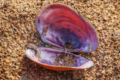 Close-up of seashells