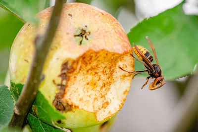 Giant european hornet wasp or vespa crabro eating an apple hanging from a tree, close up