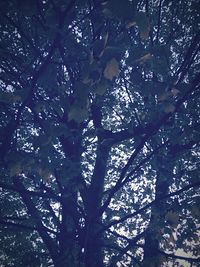 Low angle view of tree in forest