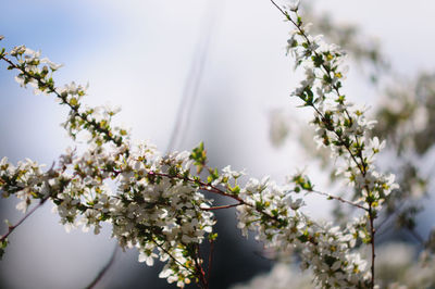 Close-up of cherry blossoms against sky