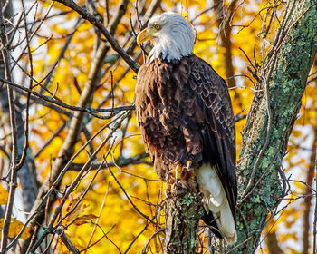 Close-up of eagle perching on tree