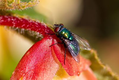 Close-up of insect on red flower