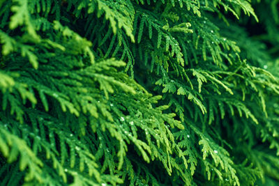 Western thuja green twig. marsh cedar plant texture background. thuja occidentalis.