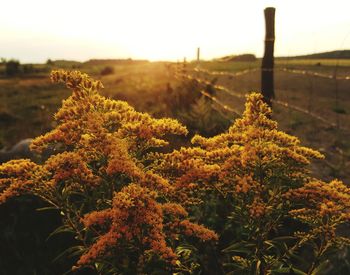 Close-up of plants growing on field against sky