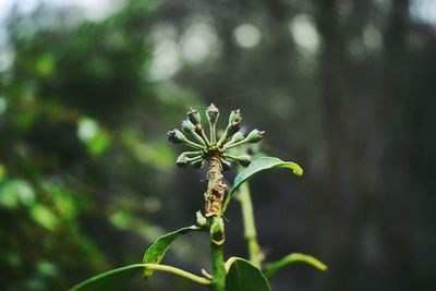 Close-up of flower blooming outdoors