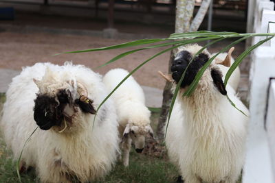 Close-up of two goat