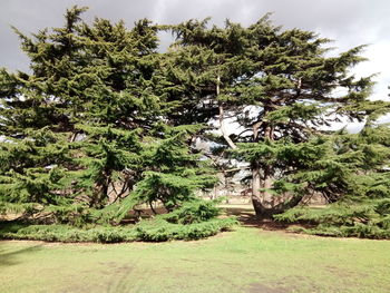 Trees on landscape against sky