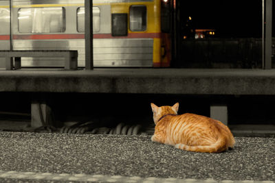 Cat lying on the train