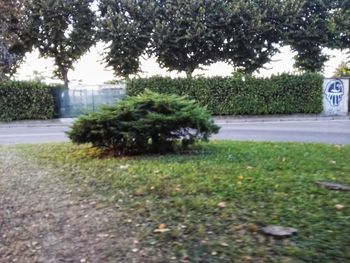 Trees and plants growing on field