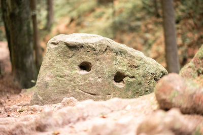 Close-up of rock on land