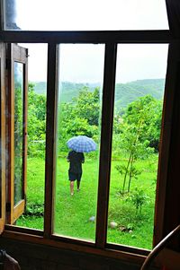 Trees seen through window