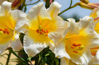 Close-up of white flower