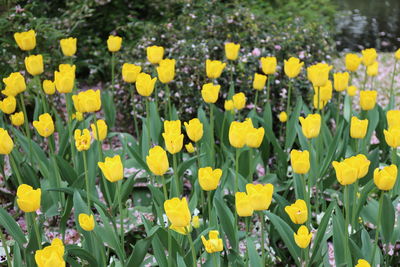 Close-up of yellow flowers blooming in field