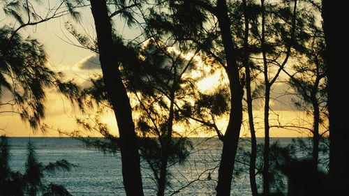 Silhouette of trees at sunset