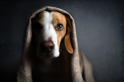 Portrait of dog covered with fabric at home