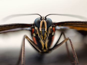 Close-up of insect