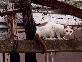 Portrait of stray cat against barbed wire fence