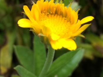 Close-up of yellow flower blooming outdoors