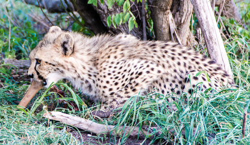 Close-up of cat lying on grass