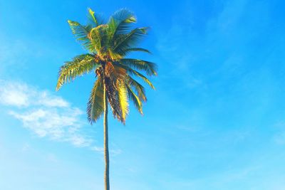 Low angle view of palm tree against blue sky