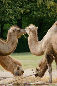 Side view of camels on land