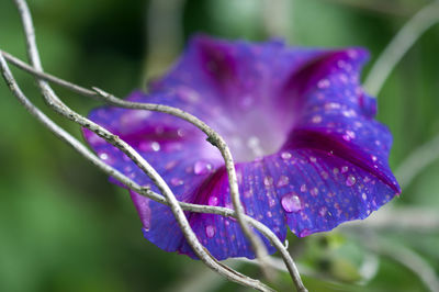 Close-up of water drops on purple flower