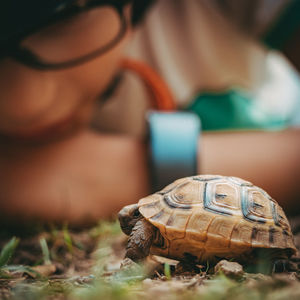 Close-up of shell on shells