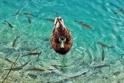 High angle view of duck and fish swimming in lake