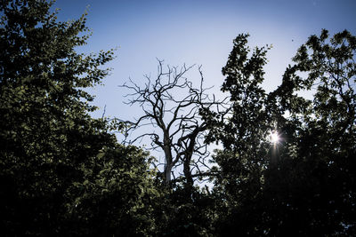 Low angle view of silhouette trees against sky