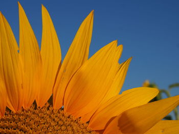 Close-up of sunflower blooming