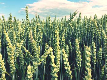 Crop growing in field