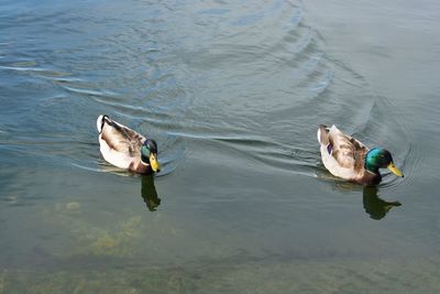 High angle view of ducks swimming on lake