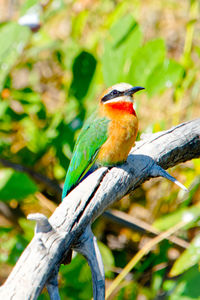 Vibrantly colorful white-fronted bee eater