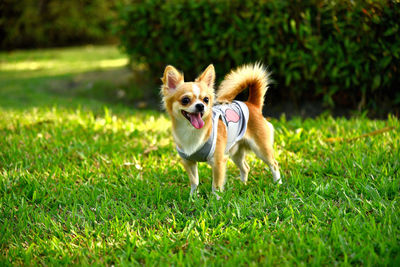 Dog running on grass