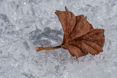 Close-up of dry maple leaf on snow