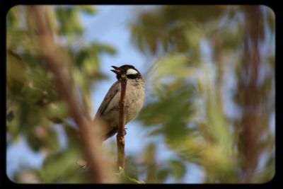 Close-up of bird perching on white background