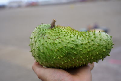 Close-up of hand holding fruit