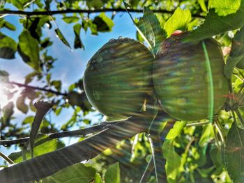 Low angle view of fruits on tree