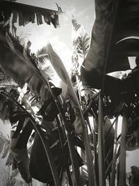 Low angle view of plants growing against sky