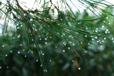 Close-up of raindrops on pine tree