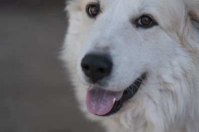 Close-up of dog