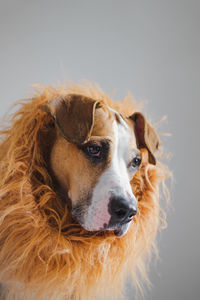 Close-up portrait of a dog over white background