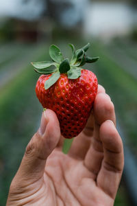 Close-up of hand holding strawberry