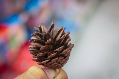 Close-up of hand holding pine cone